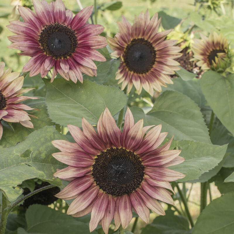Strawberry Blonde - Semillas F1 de Girasol Rojo Alto