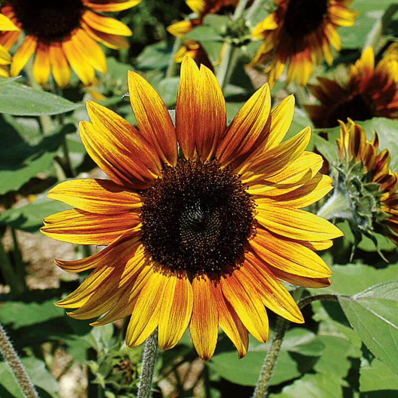 Firecracker - Semillas F1 de Girasol Enano