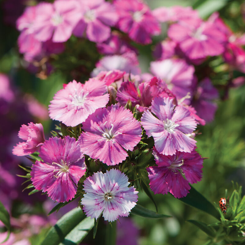 Amazon™ Rose Magic F1 – Semillas de Dianthus