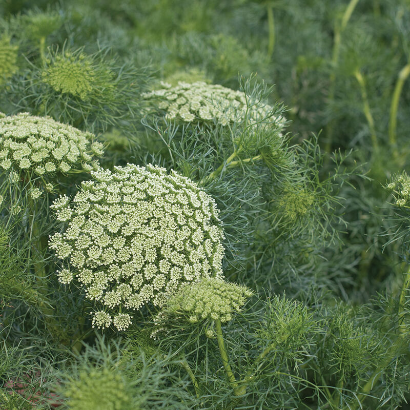 Green Mist - Semillas de Flor Ammi