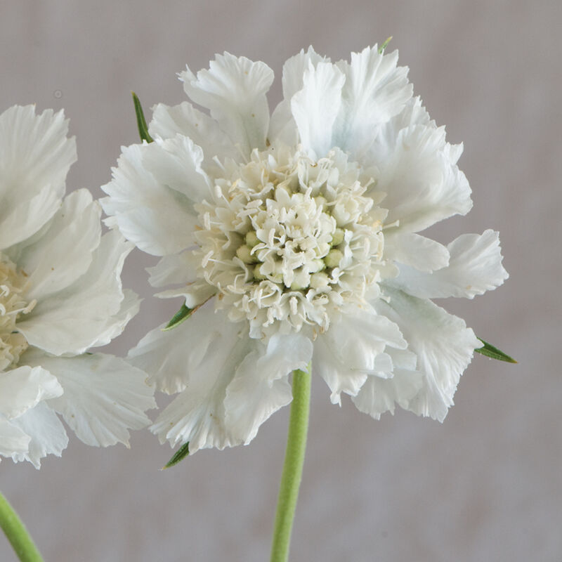 Fama White - Semilla de escabiosa