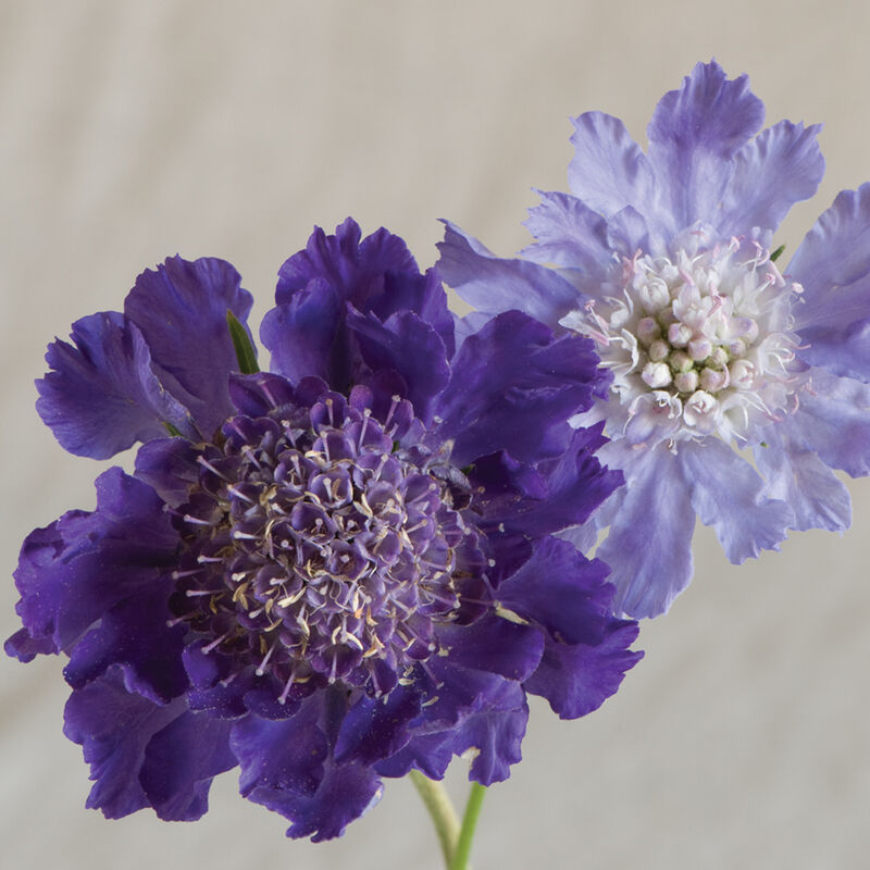Fama Deep Blue - Semilla de escabiosa