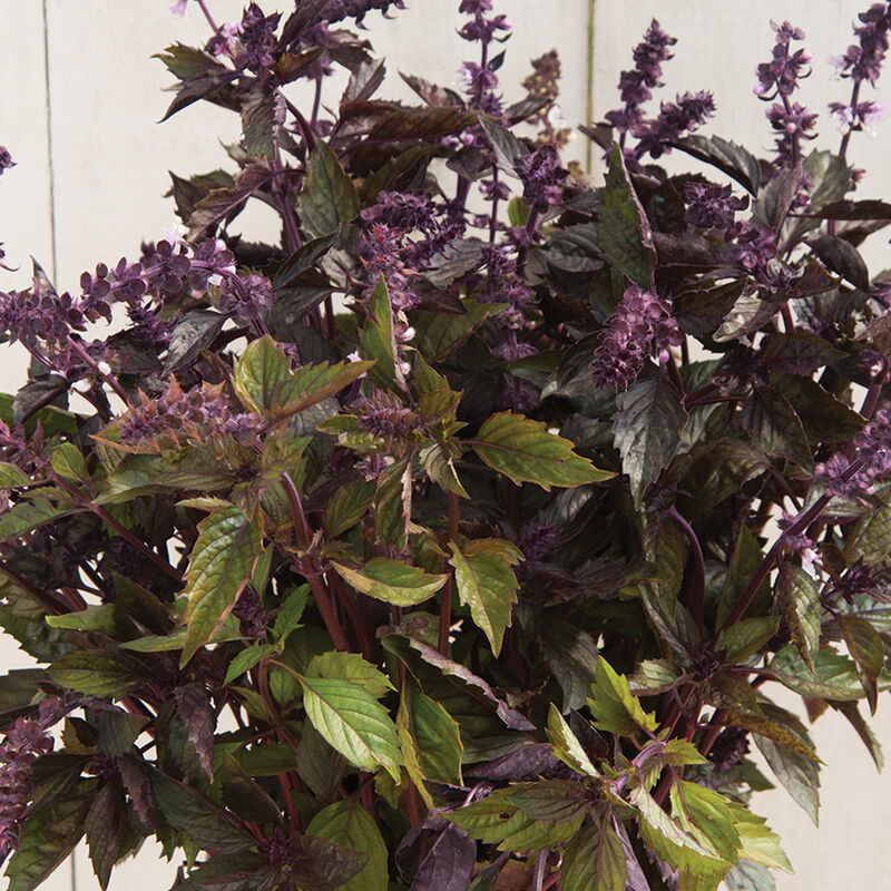 Aromatto - Semillas Orgánicas de Albahaca Morada