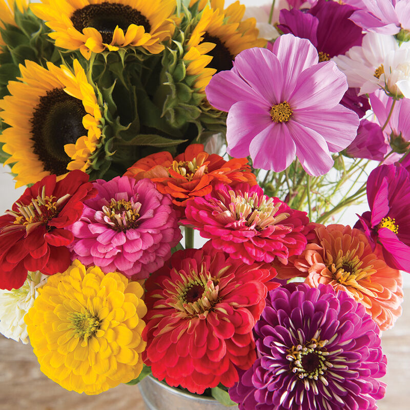 Cut Flower Kit for Market Growers - Semillas de Variedad de Flores