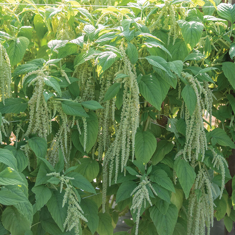 Emerald Tassels - Semillas de Flor de Amaranto