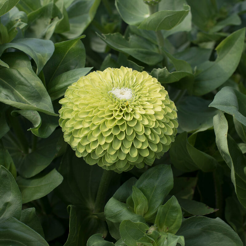 Benary&#39;s Giant Lime - Semillas de Flor Zinnia