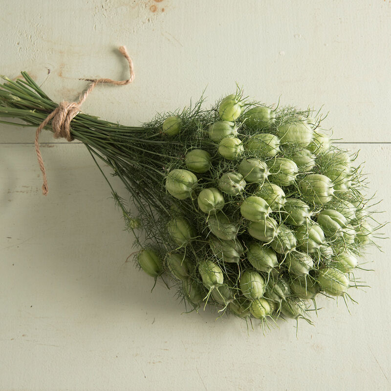 Albion Green Pod - Semillas de Flor Nigella