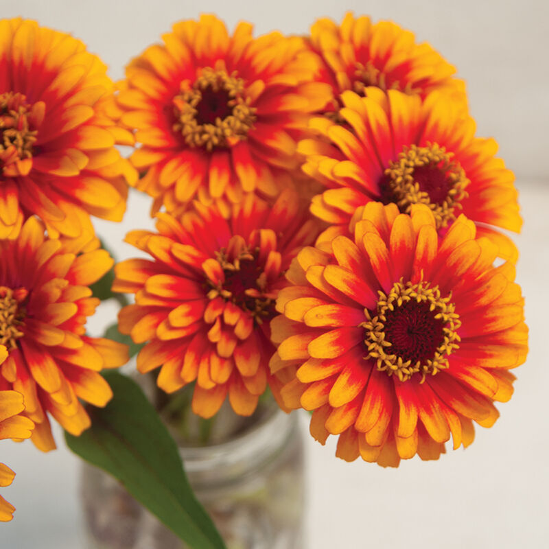 Zowie!™ Yellow Flame - Semillas de Flor Zinnia
