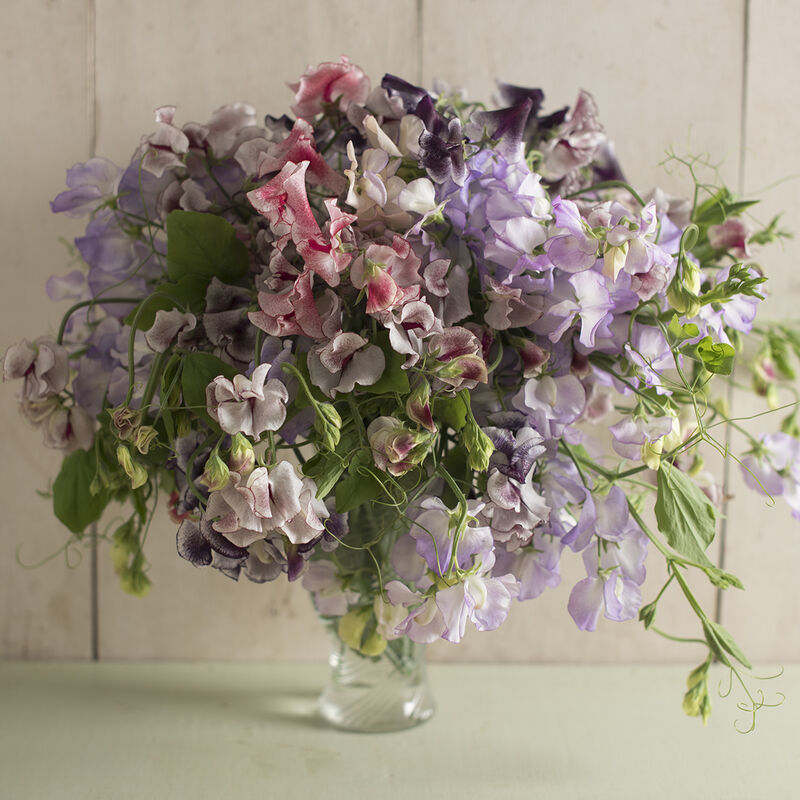 Spencer Ripple Formula Mix - Semillas de Flor Arvejilla