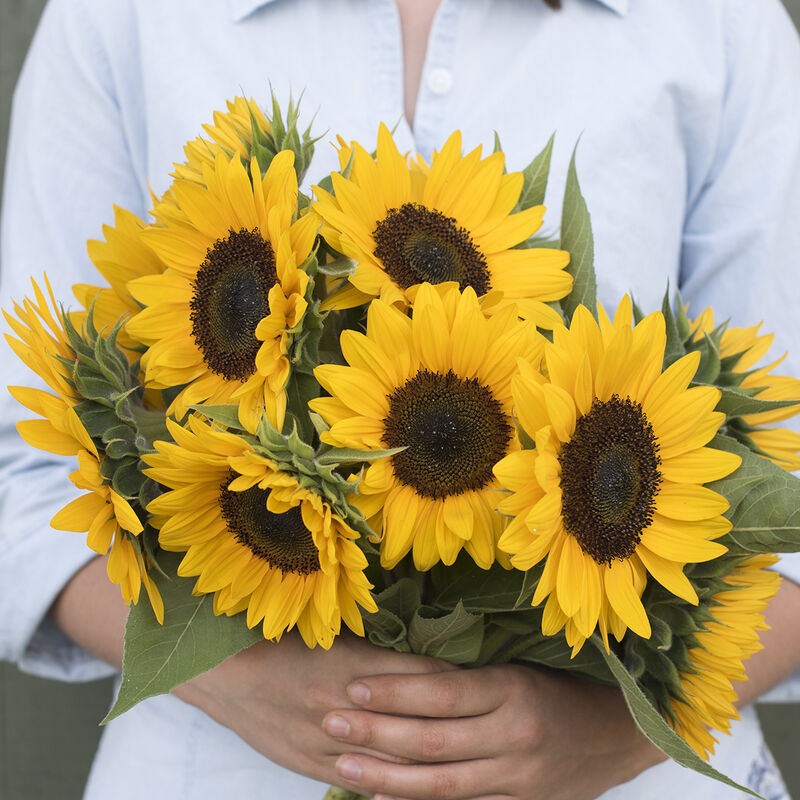 Sunrich Orange Summer - Semillas F1 de Girasol Alto