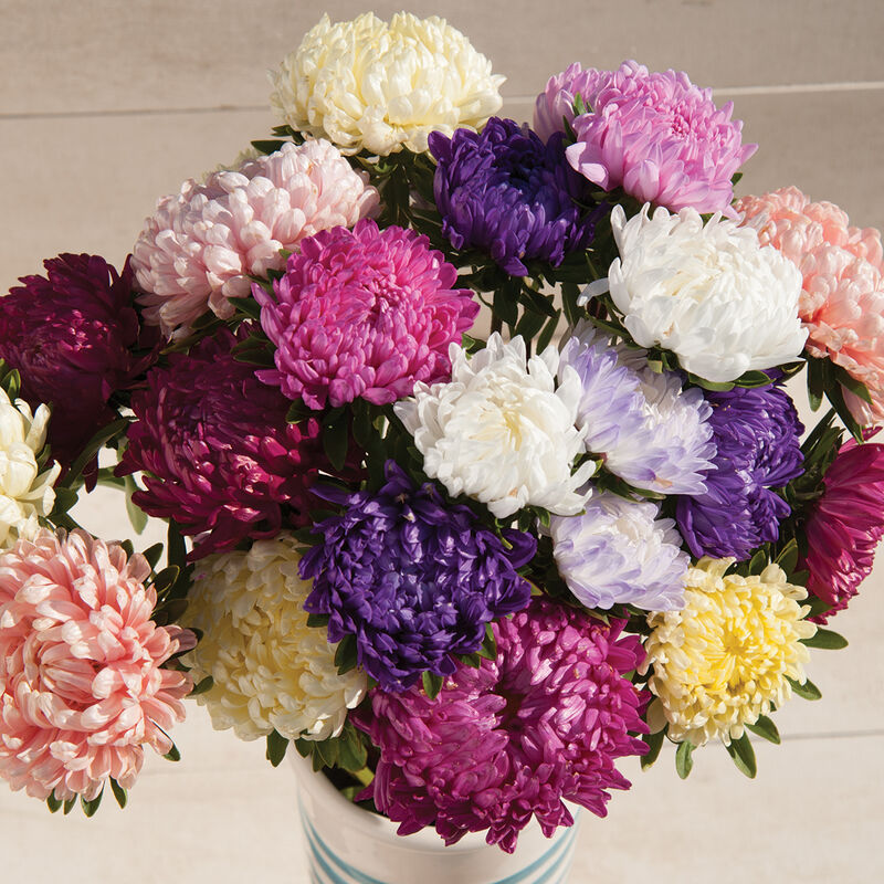 Tower Custom Mix - Semillas de Flores China Aster