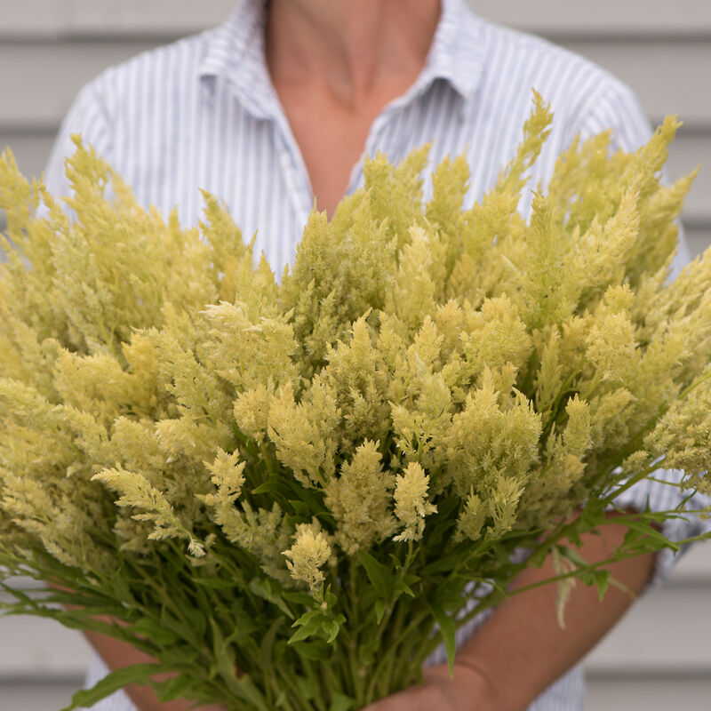 Sylphid - Semillas de Flor Celosía