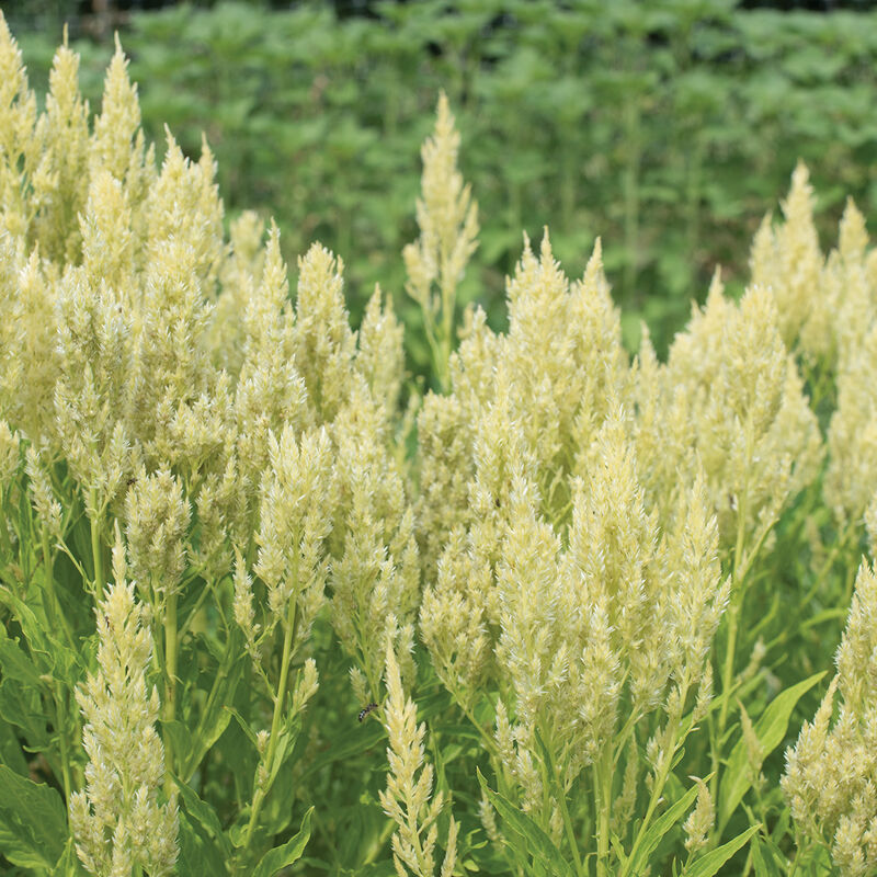 Sylphid - Semillas de Flor Celosía