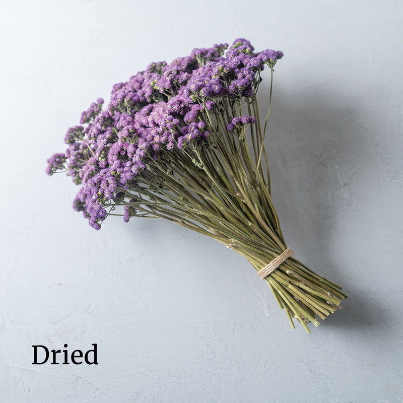 Tall Blue Planet - Semillas F1 de Flor Ageratum Ornamental