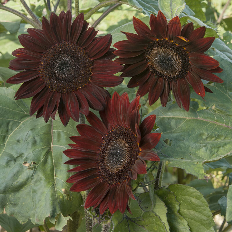 Chocolate - Semillas de Girasol Alto