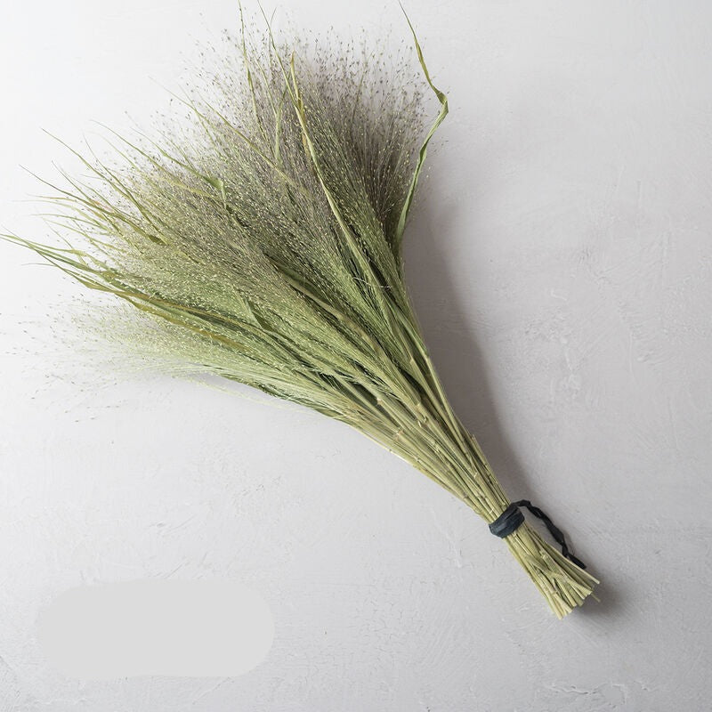 Frosted Explosion - Semillas de Pasto Ornamental