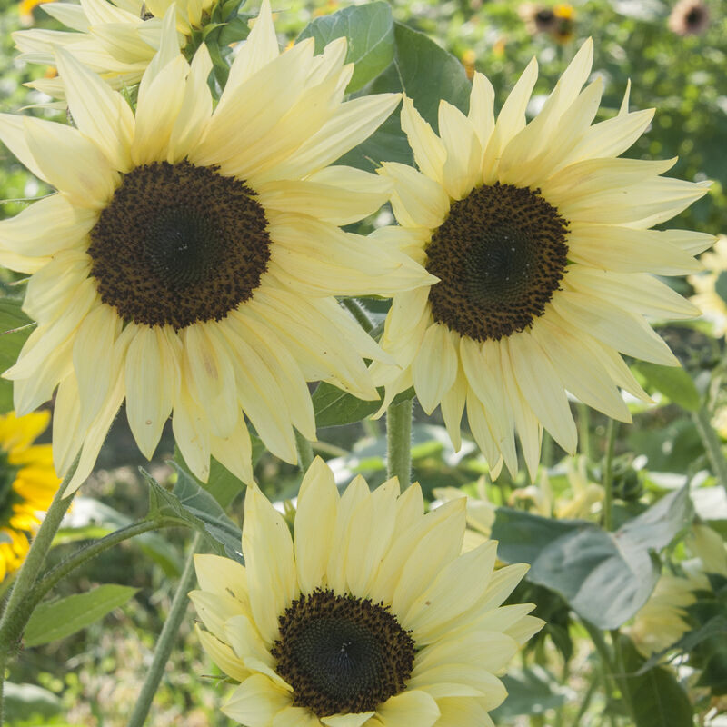 Valentine - Semillas de Girasol Alto