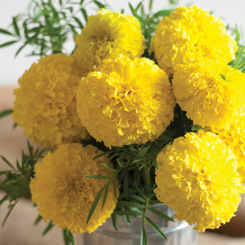 Giant Yellow - Semillas de Flor de Cempasúchil Amarilla