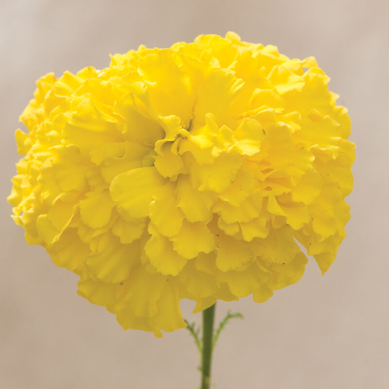 Giant Yellow - Semillas de Flor de Cempasúchil Amarilla