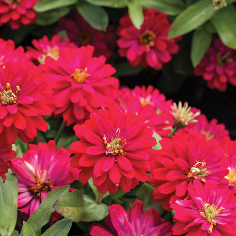 Double Zahara™ Cherry - Semillas de Flor Zinnia