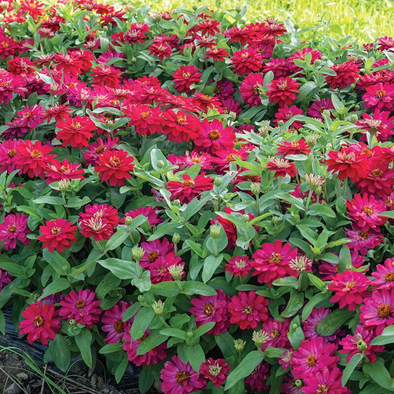 Double Zahara™ Cherry - Semillas de Flor Zinnia