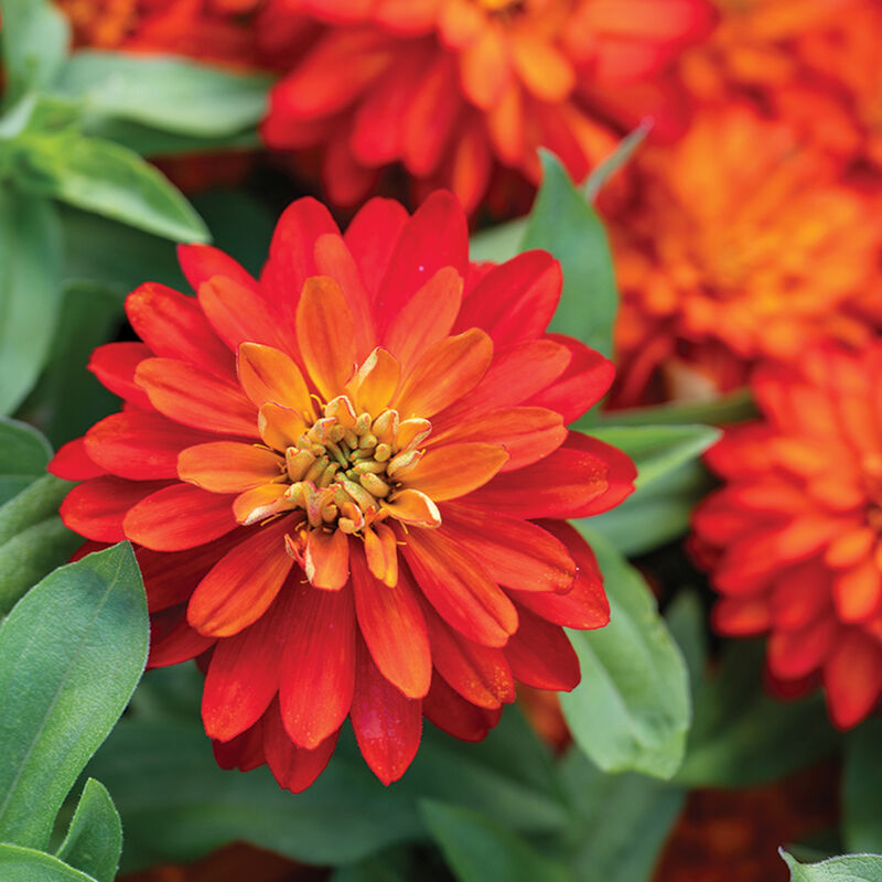 Double Zahara™ Fire - Semillas de Flor Zinnia