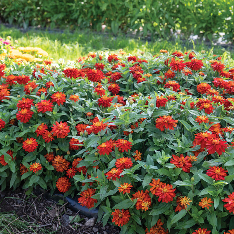 Double Zahara™ Fire - Semillas de Flor Zinnia