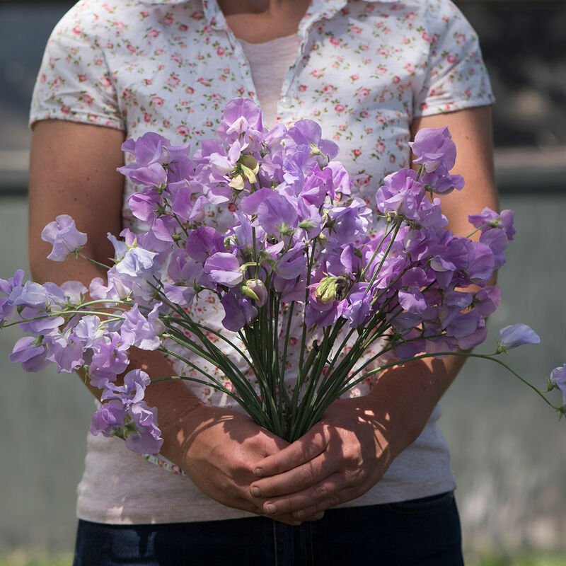 Elegance Lavender - Semillas de Flor Arvejilla