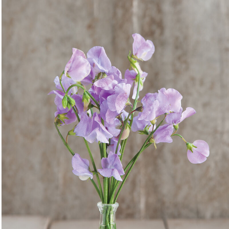 Elegance Lavender - Semillas de Flor Arvejilla