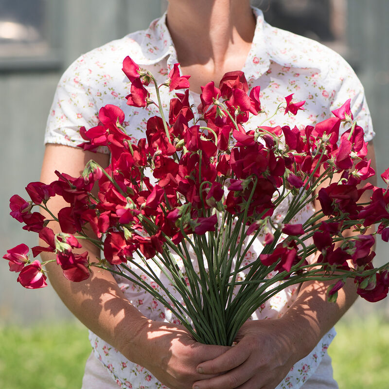 Elegance Deep Red - Semillas de Flor Arvejilla