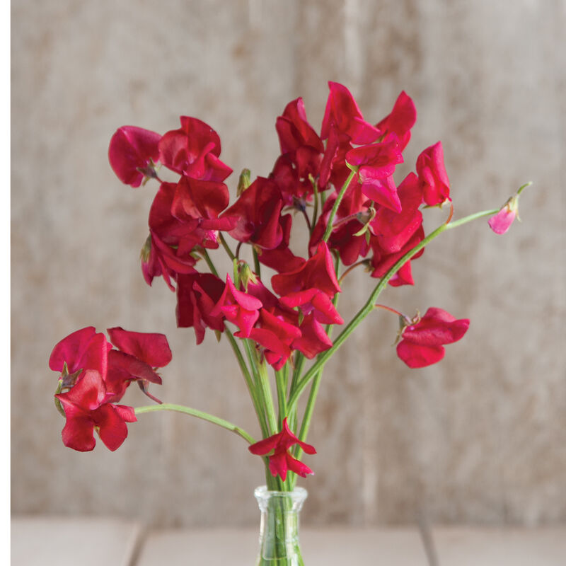 Elegance Deep Red - Semillas de Flor Arvejilla