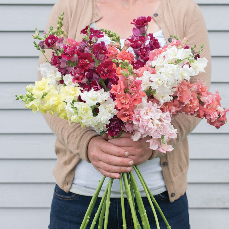 Madame Butterfly Mix - Semillas F1 de Flor Boca de Dragon