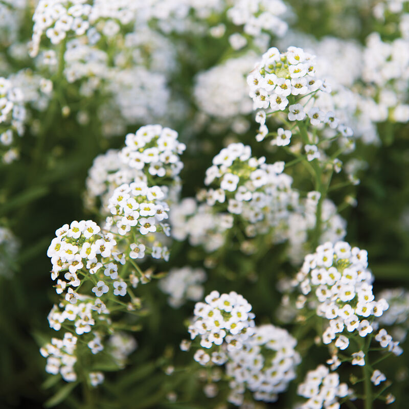 Sweet Alyssum - Semilla de flor
