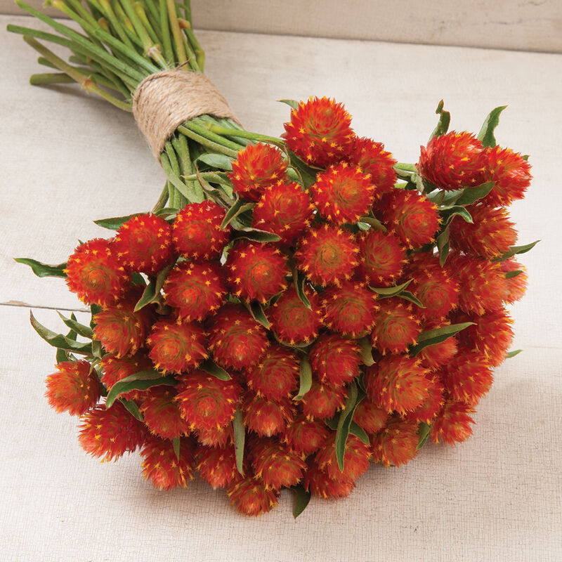 QIS Orange - Semillas de Flor Gomphrena Naranja