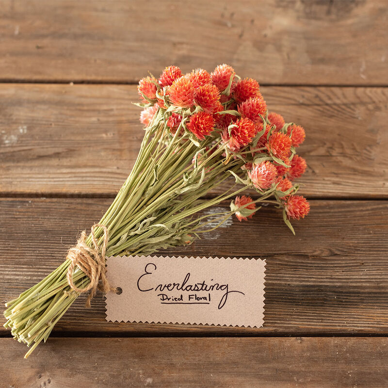 QIS Orange - Semillas de Flor Gomphrena Naranja