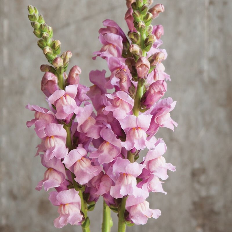 Potomac Lavender - Semilla de boca de dragón peletizada (F1)