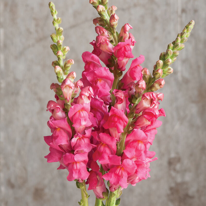 Potomac Cherry Rose -Semilla de boca de dragón peletizada (F1)

