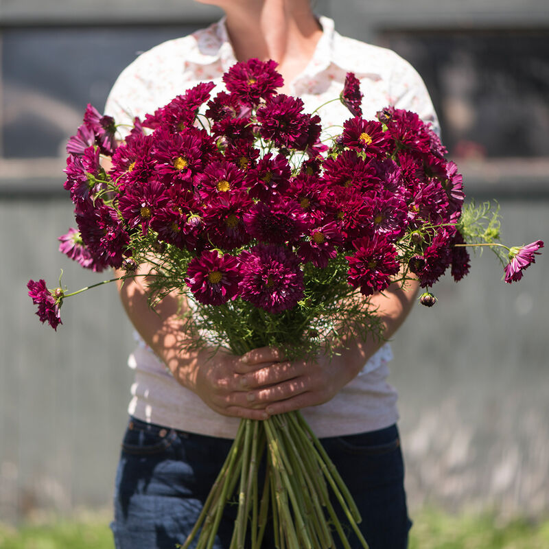 Double Click Cranberries - Semillas de Flor Cosmos