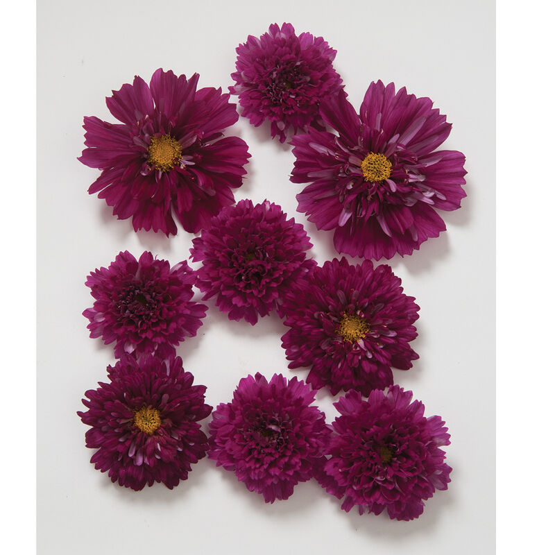 Double Click Cranberries - Semillas de Flor Cosmos