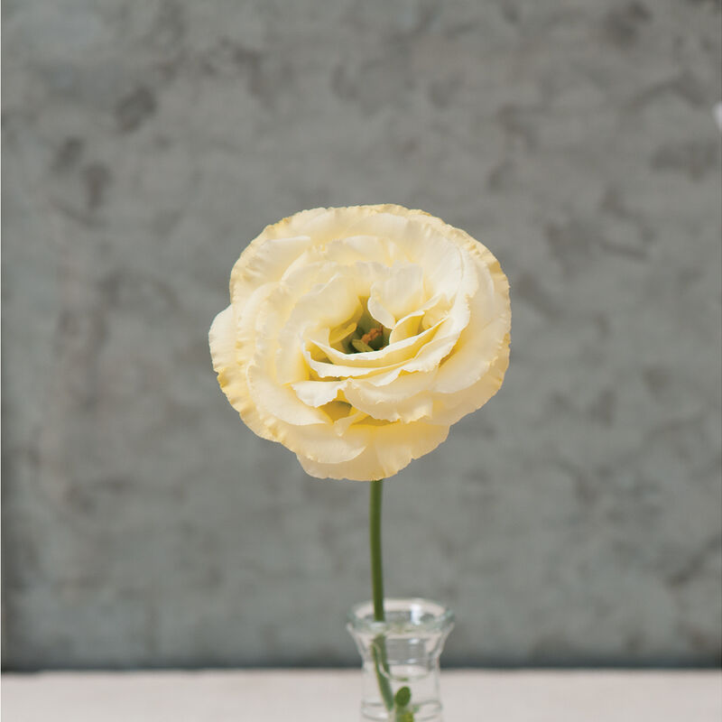 Arena III Gold - Semillas Peletizadas F1 de Flor Lisianto