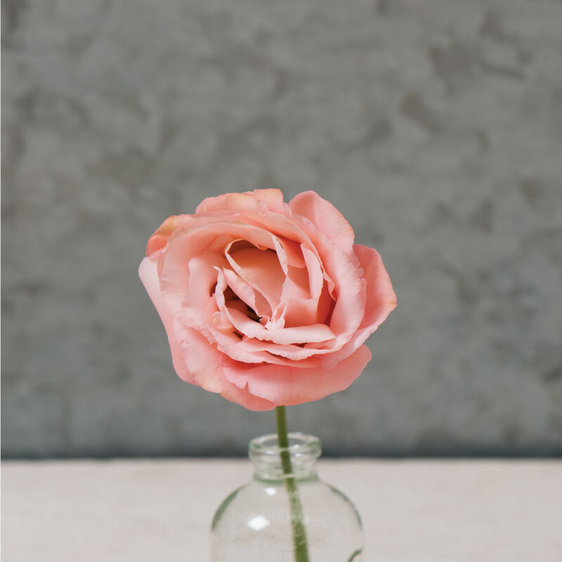 Arena III Apricot - Semillas Peletizadas F1 de Flor Lisianto