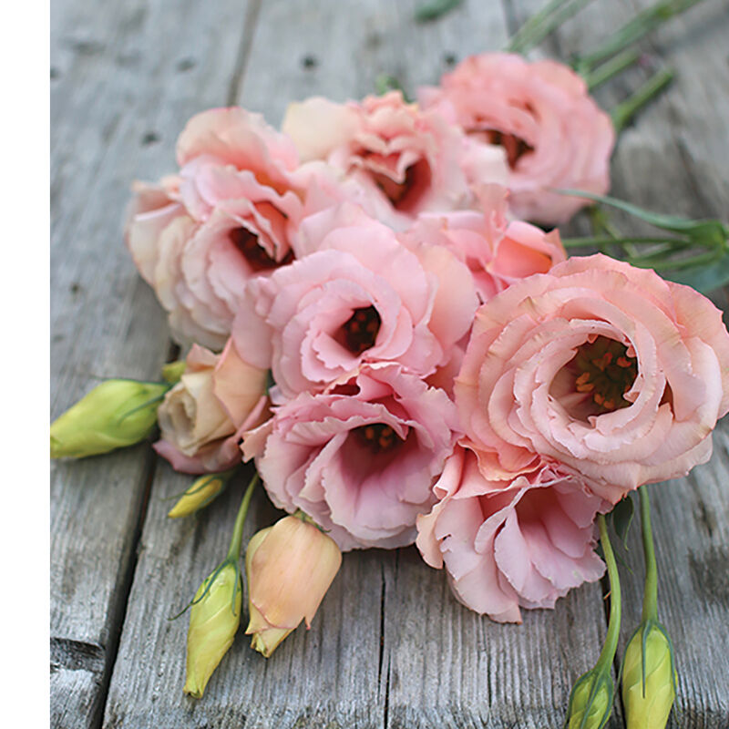 Arena III Apricot - Semillas Peletizadas F1 de Flor Lisianto