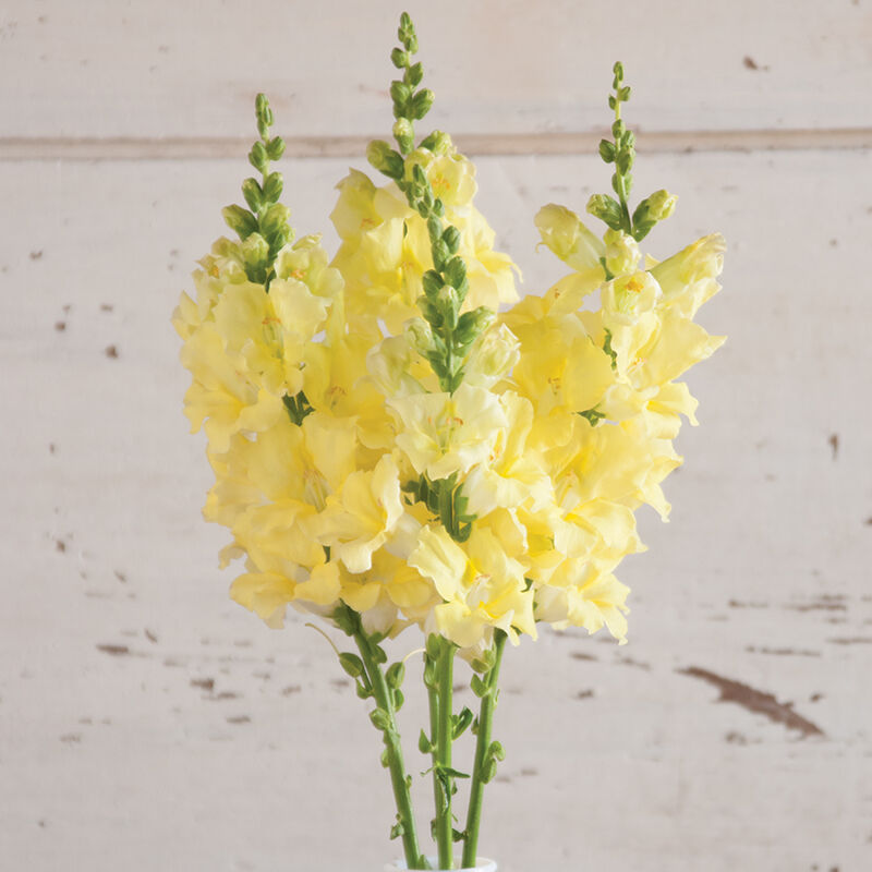Chantilly™ Cream Yellow - Semillas F1 de Flor Boca de Dragon