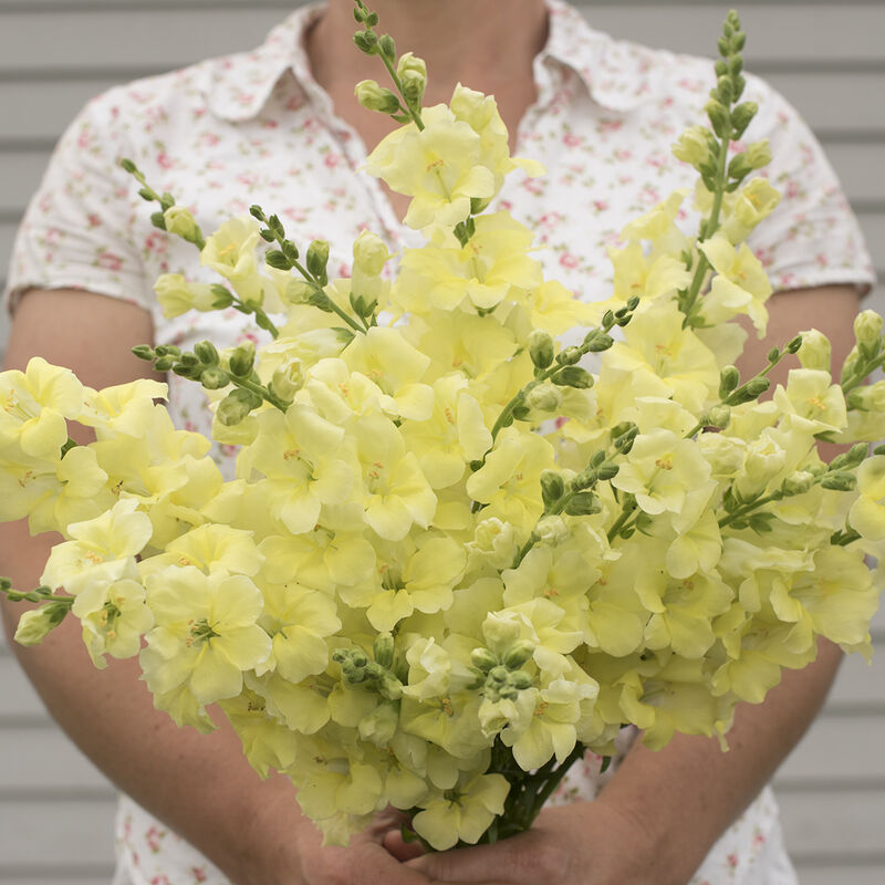 Chantilly™ Cream Yellow - Semillas F1 de Flor Boca de Dragon