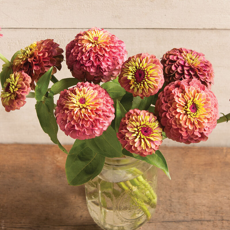 Queeny Red Lime - Semillas de Flor Zinnia