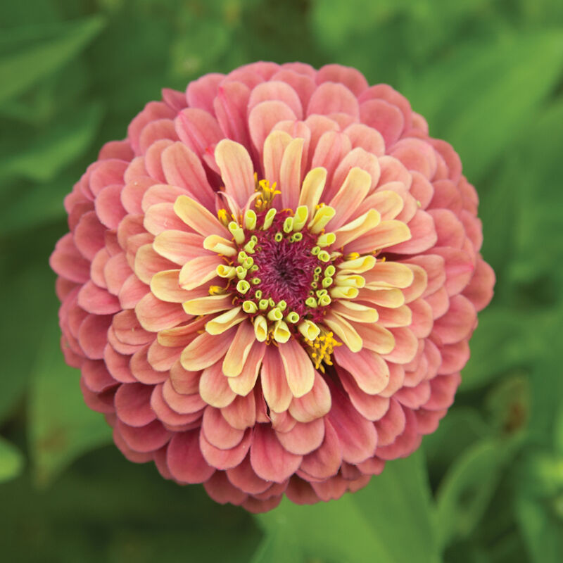 Queeny Red Lime - Semillas de Flor Zinnia