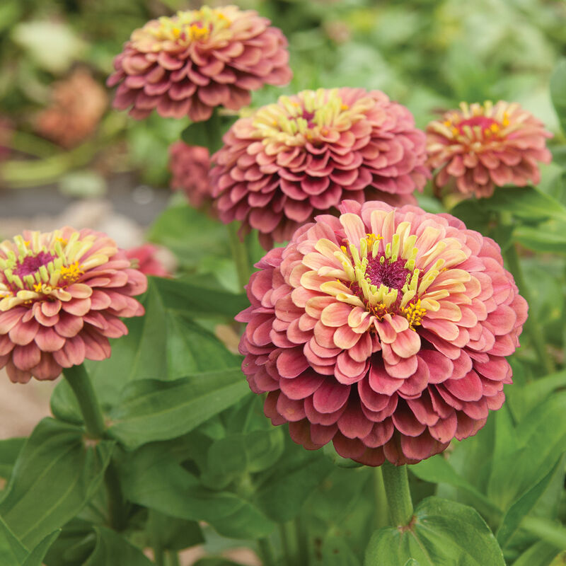 Queeny Red Lime - Semillas de Flor Zinnia