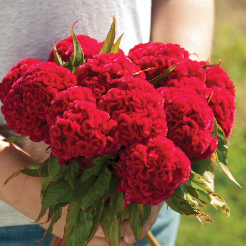 Chief Carmine - Semillas de Flor Celosía Roja