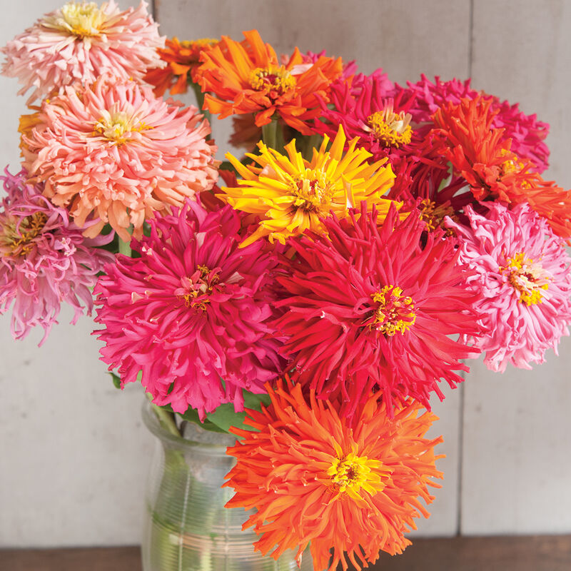 Cactus Flowered Mix - Semillas de Flor Zinnia