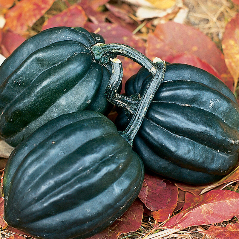 Tuffy - Semillas Orgánicas de Calabaza Bellota